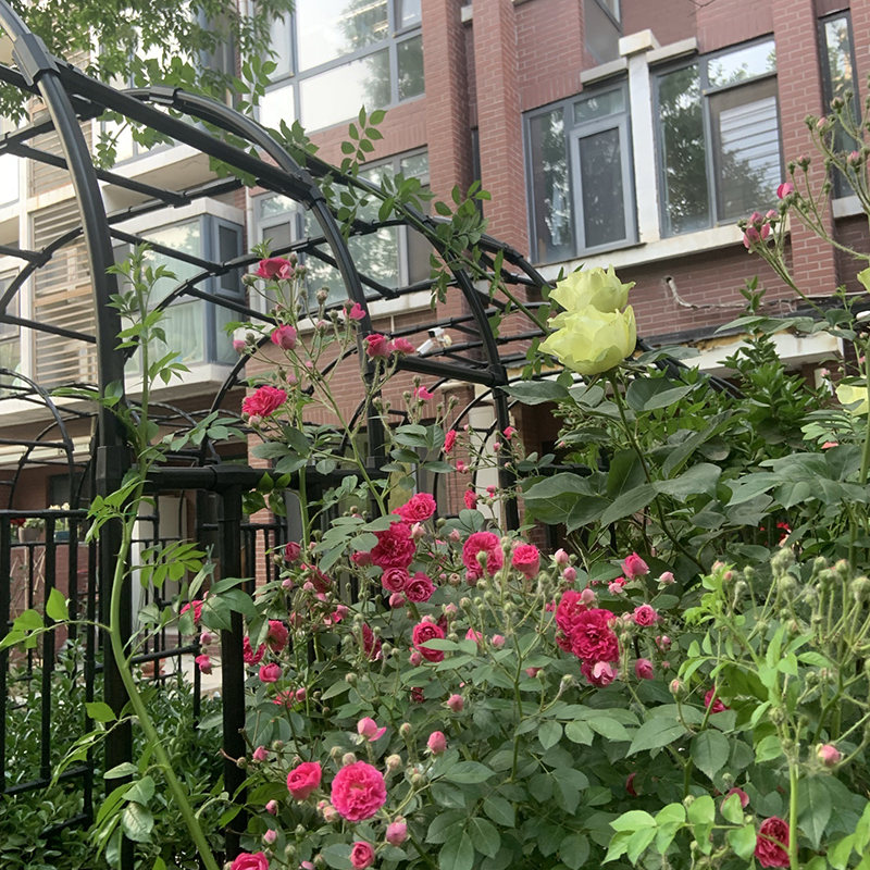 花园庭院拱门爬藤架葡萄月季攀爬杆花架子拱形绿植支架蔷薇葡萄架