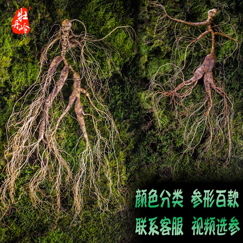 牡丹岭东北长白山野生新鲜带林下参 牡丹岭山参