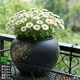 Breathable Yixing purple sand clay flower pot large