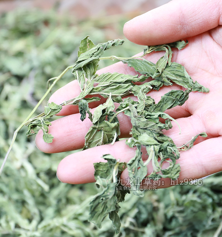 薄荷叶干500g散装农家食用无硫薄荷梗叶营养清凉提神加班花草茶叶