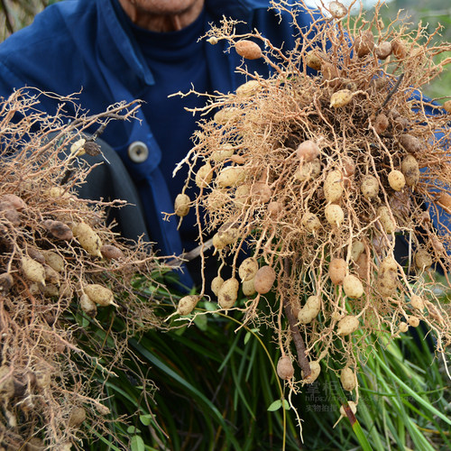 麦冬深山无硫药材干货煲汤料营养草药农家晒另售党参黄芪沙参正宗-图2