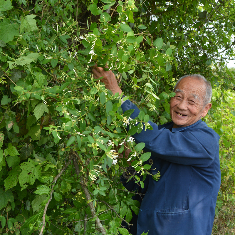 金银花干花药材瓶装无硫花茶带绒毛金银花干花草茶200g凉茶草药材