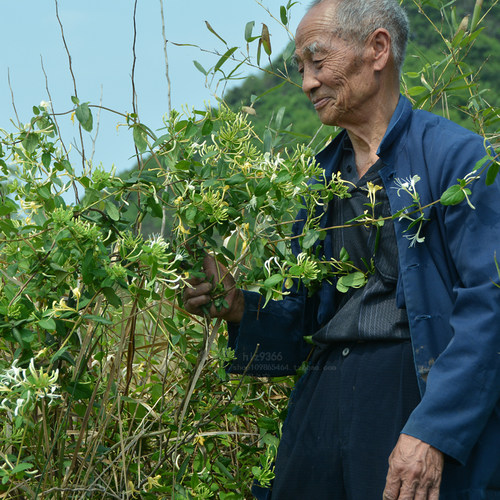 深山金银花茶正宗农家晒干花茶泡茶泡水喝带绒毛广东凉茶草药正宗 - 图1