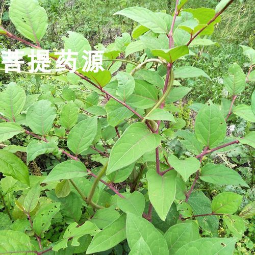 虎杖中药材大虫杖苦杖斑杖 广西深山虎杖根片鸟不踏斑根酸榴根粉 - 图2