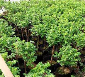 食用玫瑰花苗法国大马士革玫瑰平阴玫瑰嫁接树桩大花玫瑰月季花苗 - 图2