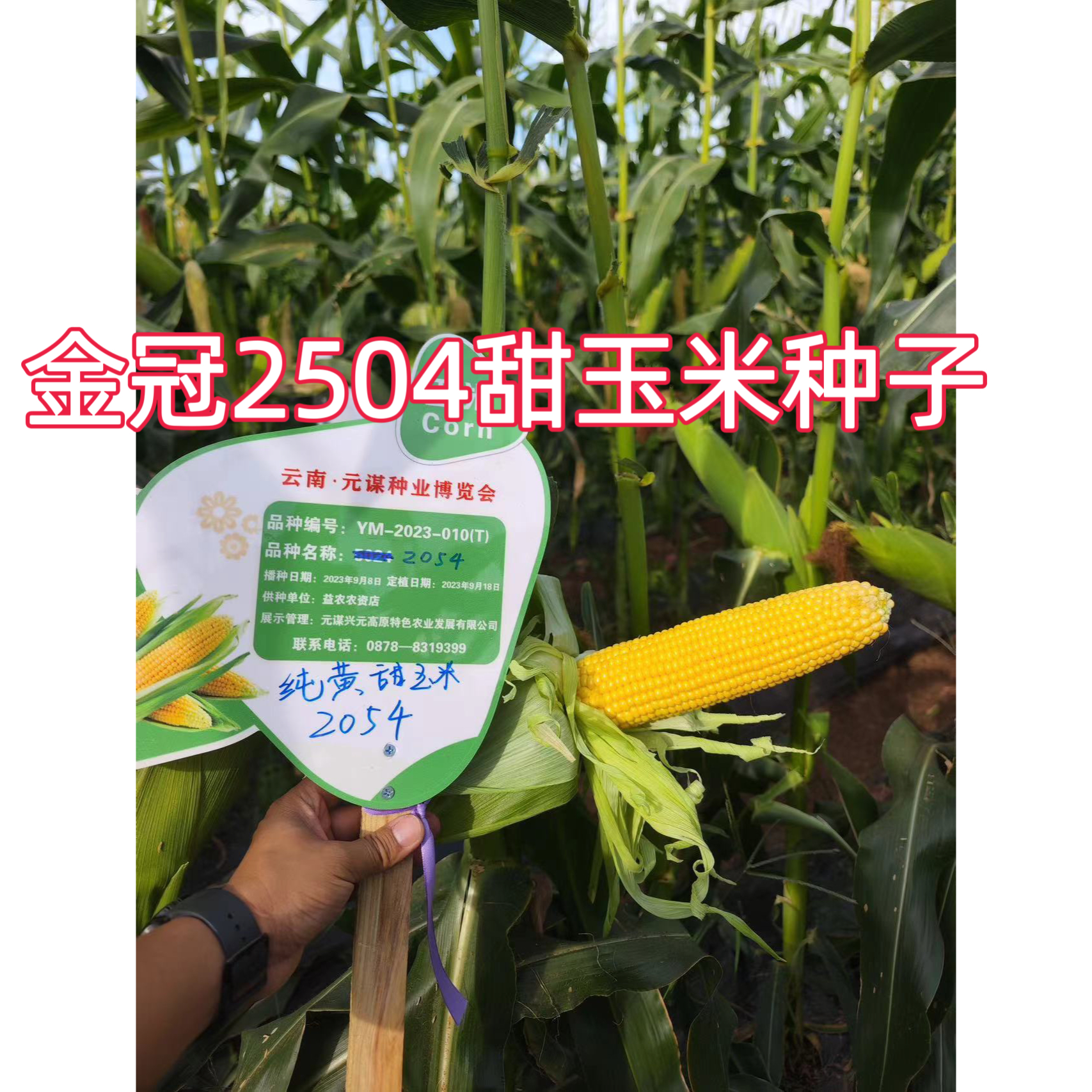 金冠2054大穗高产水果玉米种子超甜纯黄甜玉米种子皮薄不秃尖100g - 图1