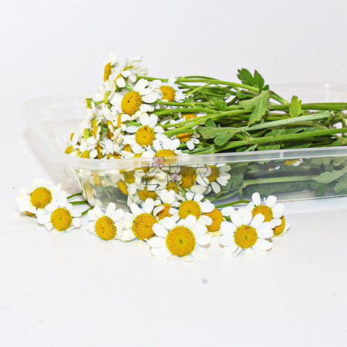 新鲜洋甘菊小白菊小雏菊酒店冷艺摆盘鲜花日料白色装饰点缀花草 - 图1
