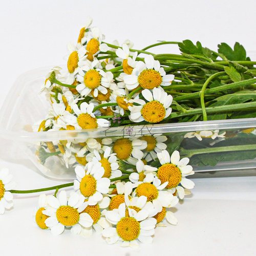 新鲜洋甘菊小白菊小雏菊酒店冷艺摆盘鲜花日料白色装饰点缀花草 - 图0