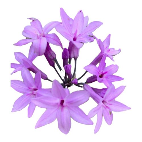 常绿好看易养 紫娇花苗 紫娇花韭菜花洋韭 金边洋韭菜宿根花卉 - 图3