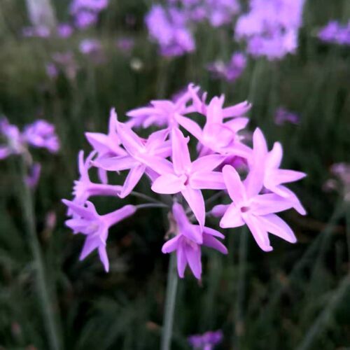 常绿好看易养 紫娇花苗 紫娇花韭菜花洋韭 金边洋韭菜宿根花卉 - 图0