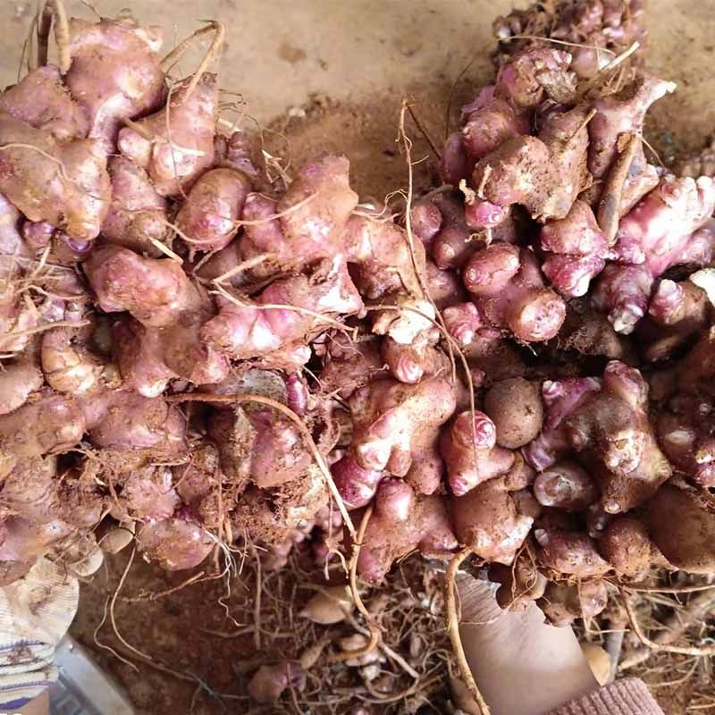 雪莲果种孑云南天山雪连果种球现挖现发黄心果苗优质高产雪莲种子,淘宝优惠券,粉丝福利购,淘宝优惠卷