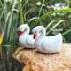 Ceramic white swan and mandarin duck micro landscape ornaments
