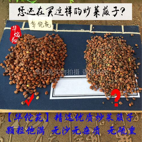 中药材炒莱菔子500g生莱菔子粉莱菔子白萝卜籽莱菔子三子养亲汤 - 图1