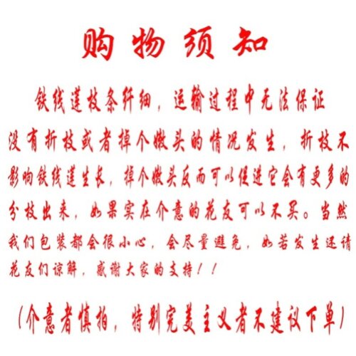 桃姐铁线莲21新品昼天使 水面妖精 翠鸟 地栽 庭院 盆栽 阳台 - 图3