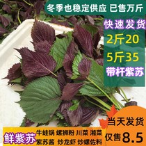 Fresh Now Remove Purple Suus Leaf With Rod Freshly Eaten Purple Subull Frog Fish Shrimp Fields Snail Powder Spices Aromas To Fishy Smell.