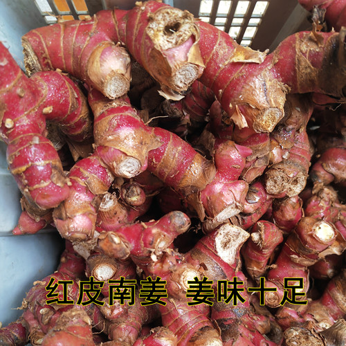 泰国冬阴功汤料galangal 新鲜山姜南姜高良姜500克 潮汕牛肉火锅 - 图1