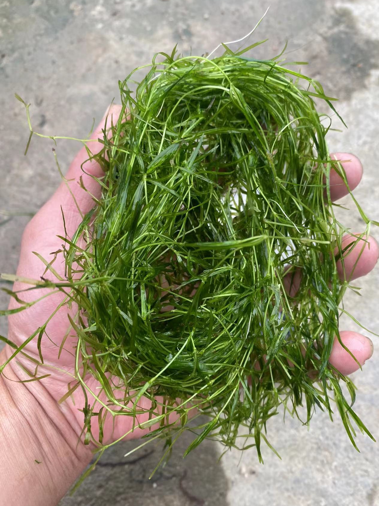 竹节草印度小竹节水草植物鱼缸水族箱造景水榕蜈蚣草绿菊活体真草-图0