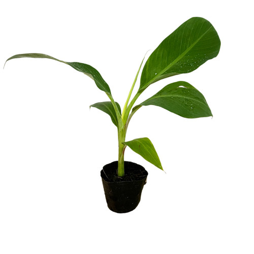 带土包邮果树苗威廉斯B6香蕉苗粉蕉苗 红香蕉 西贡蕉皇帝蕉苗果园 - 图3