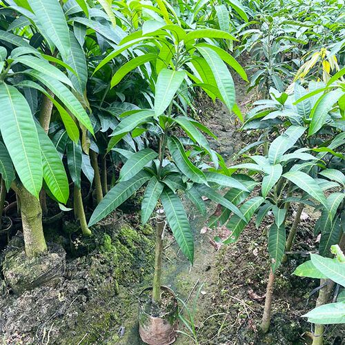 包邮果树苗芒果苗壮苗台农一号芒果苗金煌芒红贵妃芒果苗可盆栽 - 图3