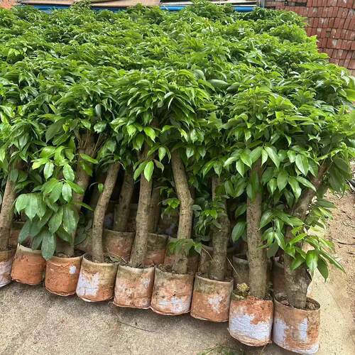 荔枝苗带营养土杯妃子笑桂味荔枝高压苗老桩苗盆栽庭院果园种植 - 图2