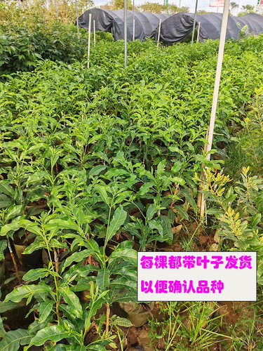 包邮带营养杯果树苗黄晶果6号黄宝石嫁接苗阳台盆栽庭院果园结果 - 图1