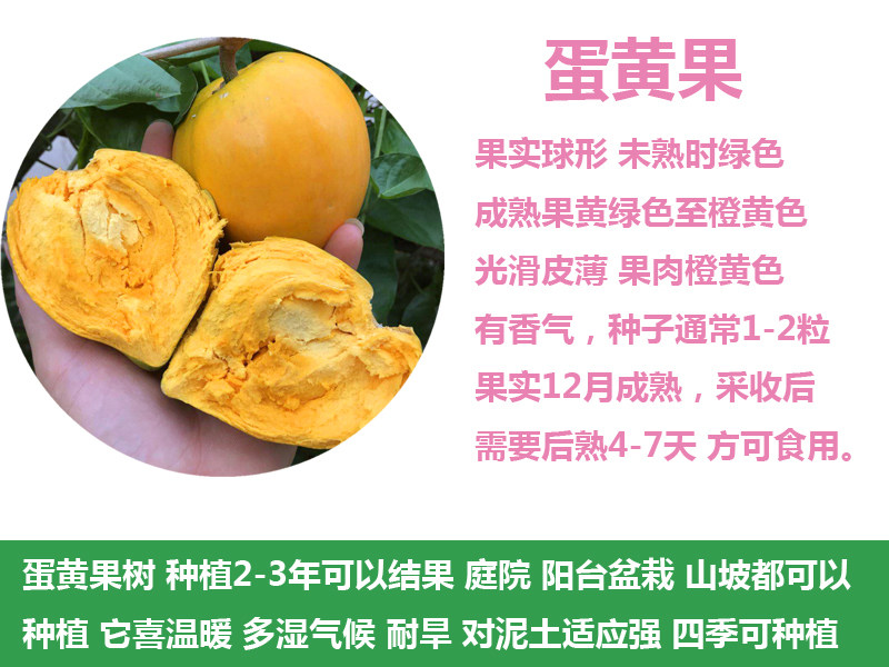 带土包邮营养杯耀堂仙桃苗果树苗蛋黄果苗鸡蛋果盆栽阳台庭院种植,淘宝优惠券,粉丝福利购,淘宝优惠卷