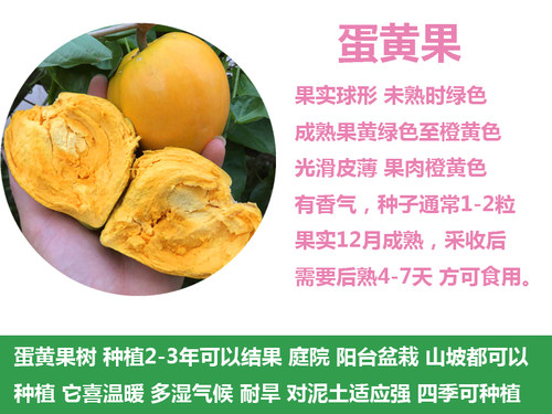 带土包邮营养杯耀堂仙桃苗果树苗蛋黄果苗鸡蛋果盆栽阳台庭院种植 - 图0