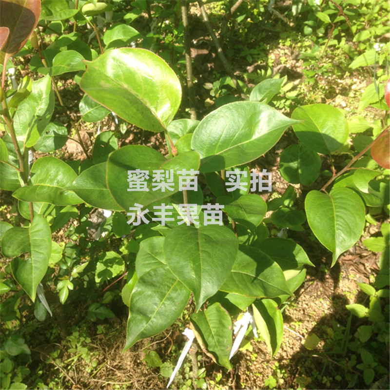 带土包邮果苗果树苗 蜜梨苗沙梨桂花梨苗嫁接梨树苗庭院植物绿 - 图3