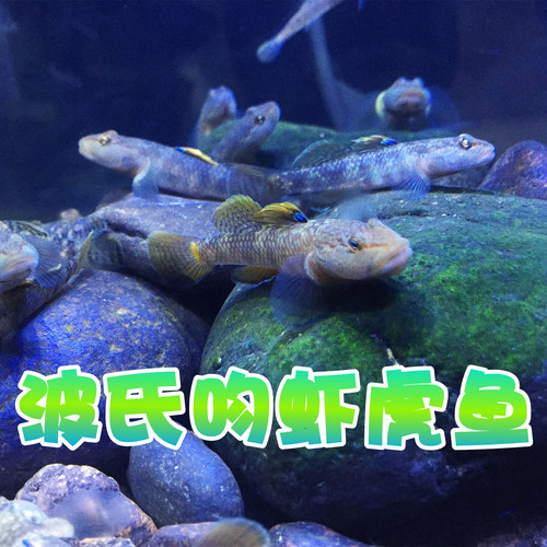 子陵李氏虾虎鱼原生溪水小鱼耐低温淡水宠物活体水族底层观赏鱼 - 图0