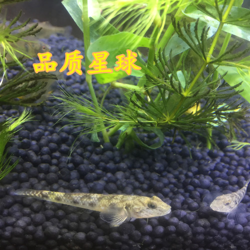 子陵李氏虾虎鱼原生溪水小鱼耐低温淡水宠物活体水族底层观赏鱼 - 图3