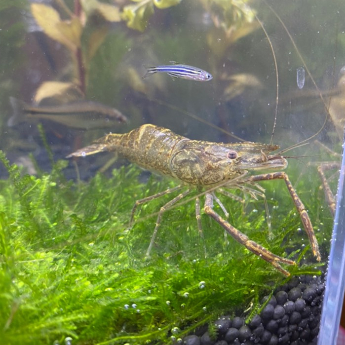 河虾长臂虾黑壳虾花腰虾草虾宠物活体鱼缸清洁观赏虾淡水冷水除藻 - 图2