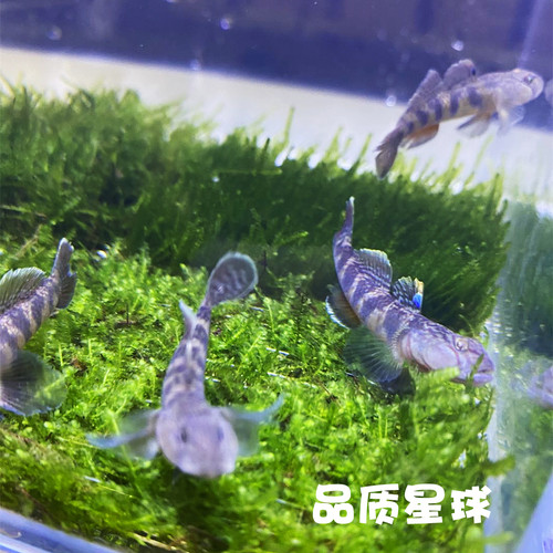 子陵李氏虾虎鱼原生溪水小鱼耐低温淡水宠物活体水族底层观赏鱼 - 图2