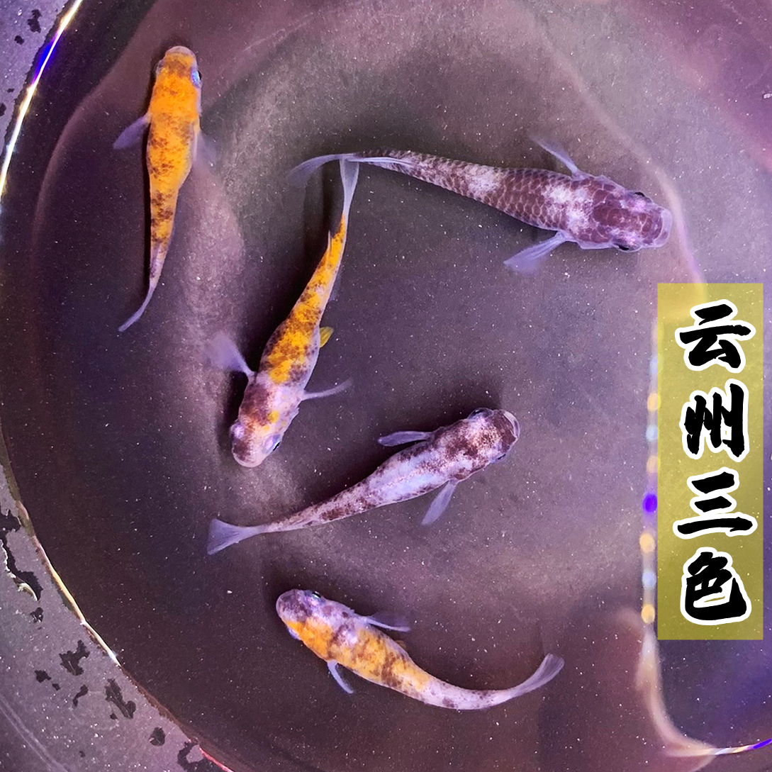 观背青鳉淡水冷水观赏鱼无需打氧过滤魔法鱼迷你锦鲤水族好养活体,淘宝优惠券,粉丝福利购,淘宝优惠卷