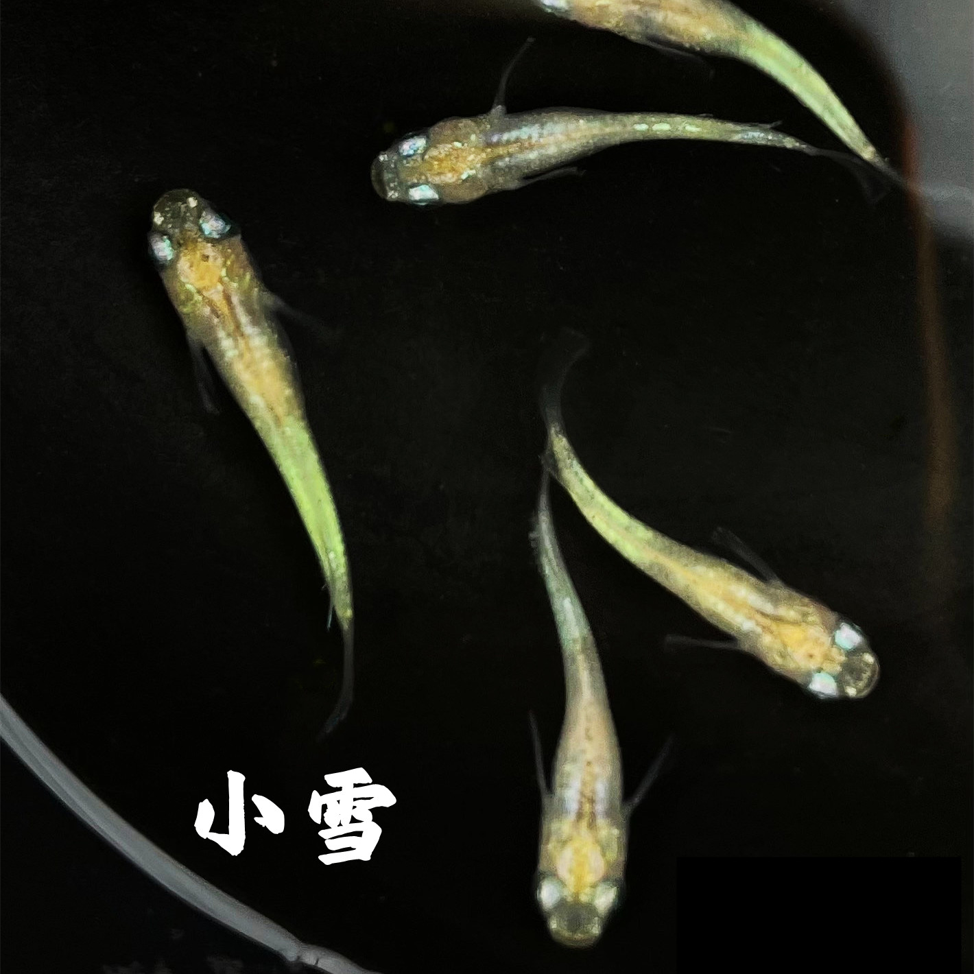 观背青鳉淡水冷水观赏鱼无需打氧过滤魔法鱼迷你锦鲤水族好养活体,淘宝优惠券,粉丝福利购,淘宝优惠卷