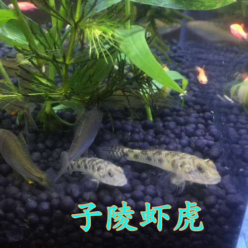 子陵李氏虾虎鱼原生溪水小鱼耐低温淡水宠物活体水族底层观赏鱼 - 图1