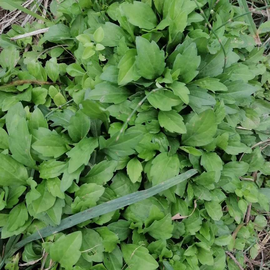 四川非种植现挖马兰头泥鳅串鱼鳅串带根一起挖可药用入药用500克 - 图0