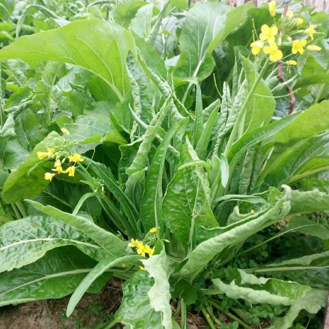 桂林柳叶甜脆菜心种子四季大田盆栽柳叶菜心四九菜心连州菜心种子-图0