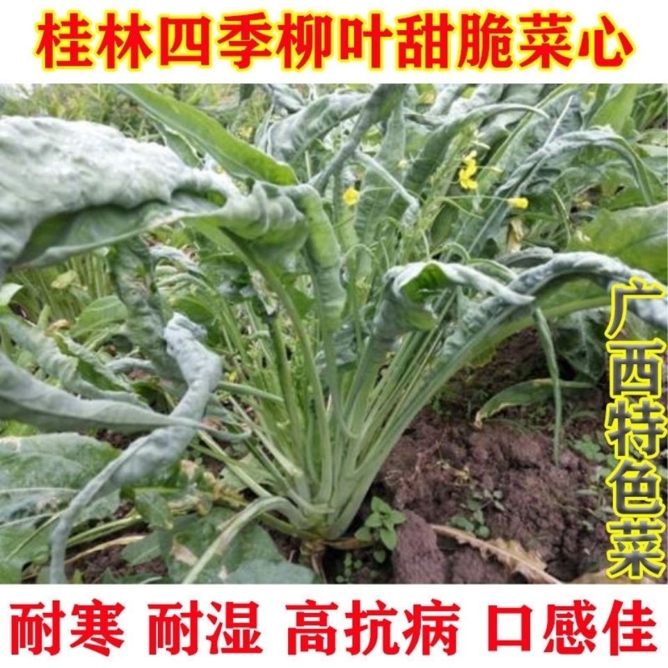 桂林柳叶甜脆菜心种子四季大田盆栽柳叶菜心四九菜心连州菜心种子-图3