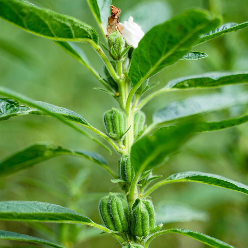 白芝麻250g脱皮生白芝麻商用农家自种去皮生芝麻仁熟白芝麻黑芝麻 - 图2