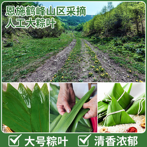 粽叶新鲜粽子叶100片包粽子专用大号粽叶干南方非现摘芦苇大粽叶 - 图0