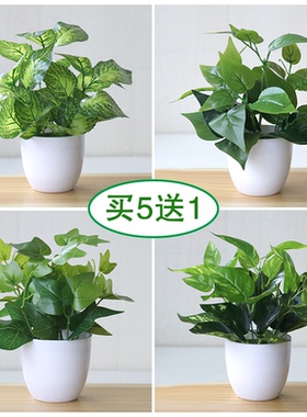 小荷叶拍摄道具铜钱草植物插花