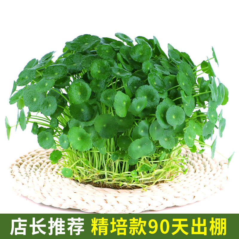 铜钱草水培植物盆栽室内小绿植花卉水养金钱草籽水生四季好养带叶