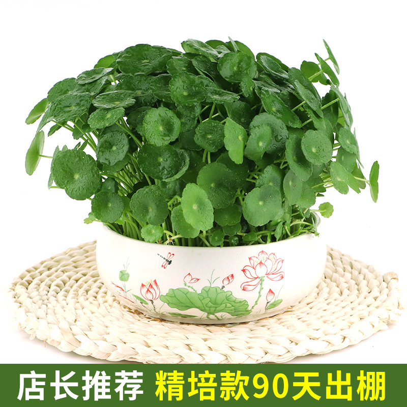 铜钱草水培植物盆栽室内小绿植花卉水养金钱草籽水生四季好养带叶 - 图3