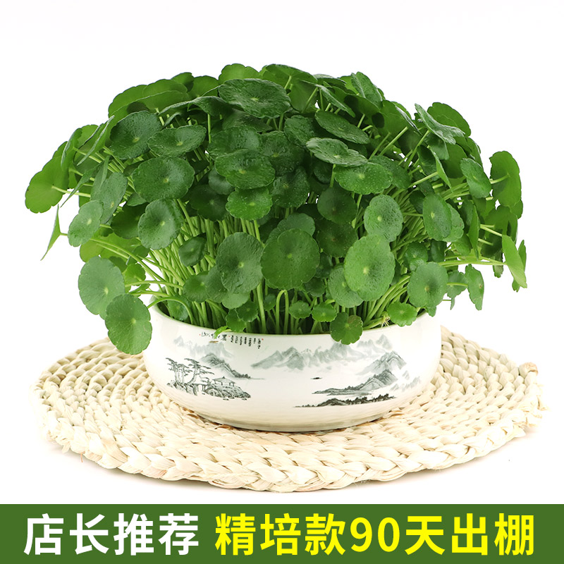 铜钱草水培植物盆栽室内小绿植花卉水养金钱草籽水生四季好养带叶