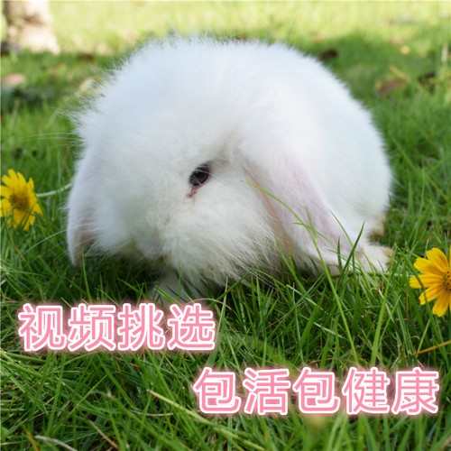 宠物兔子活体纯种荷兰垂耳兔活体宝宝迷你茶杯侏儒盖脸猫猫折耳兔 - 图1