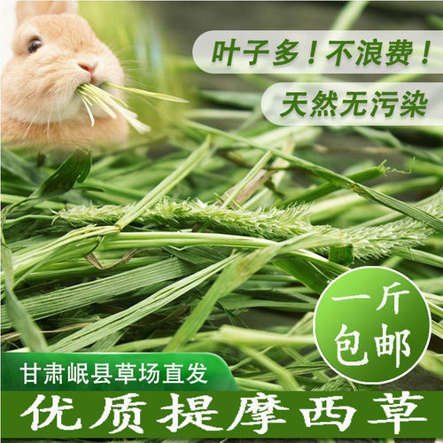 26年晾晒新草优质提摩西草北提龙猫豚鼠兔粮荷兰猪牧草岷县产地发 - 图0