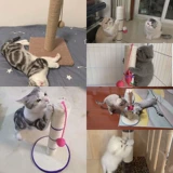 Меч Maisa Cat Trablare без перхоть котенок коткол кошка планета Cat Catal Clawers Kitter Cat