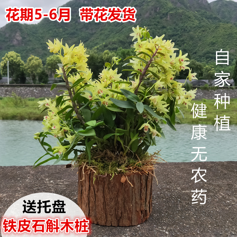 【中号带木桩】铁皮石斛苗树桩盆栽室内绿植兰可食用