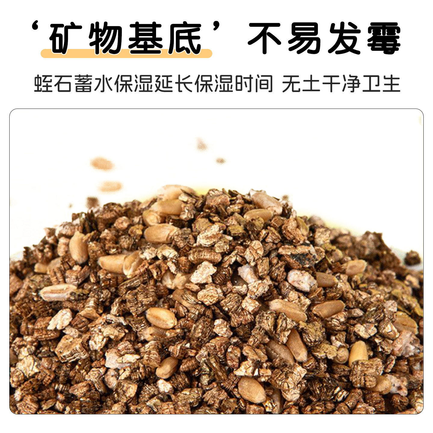 新鲜即食鹦鹉食用麦芽草大麦草鸟零食饲料啃咬草虎皮牡丹玄凤鸟草,淘宝优惠券,粉丝福利购,淘宝优惠卷