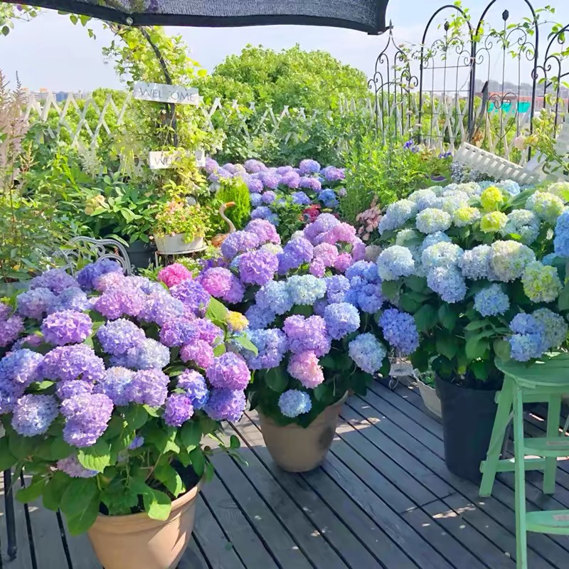 10年耐寒老桩无尽夏绣球花苗庭院阳台盆地栽种植室内八仙花苗植物 - 图2